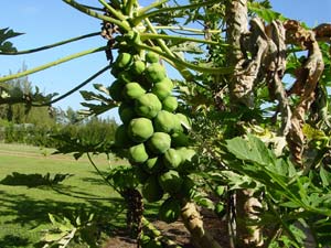 庭にはパパイヤがこんなになっている